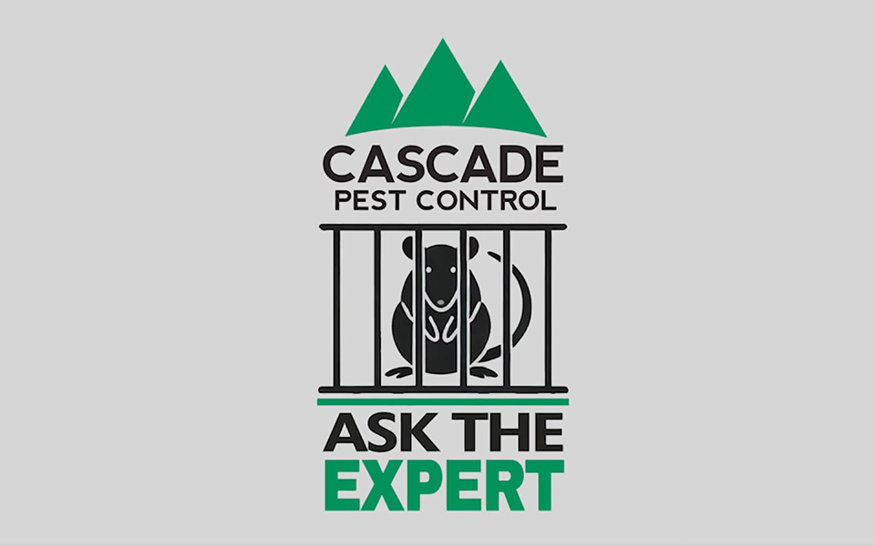 Cascade Pest Control on-location filming